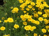 Anthemis tinctoria